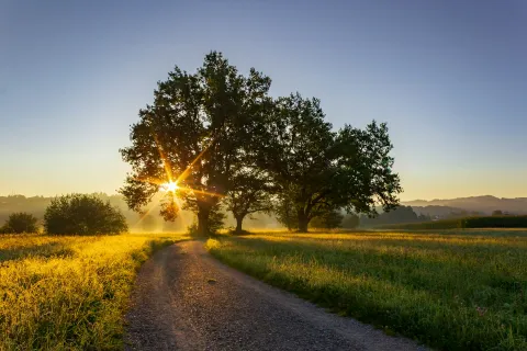 Photo of the sun shining through a tree, by Jan Huber from Unsplash.
